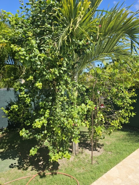 480